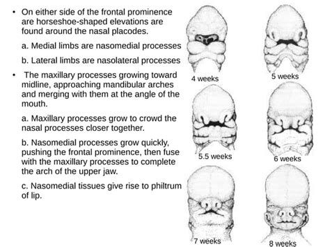 Image result for Embryo Face Formation
