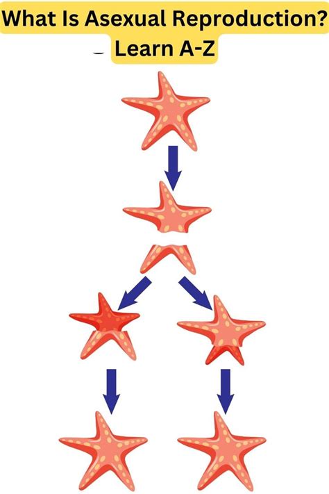 Image result for Asexual Reproduction Examples