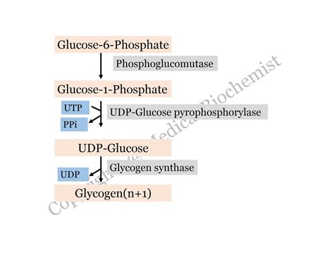 Insulin Glycogen Synthesis at Richard Buffum blog