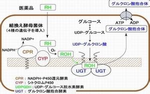 Projects with Python and SQL 的图像结果