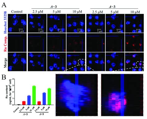 Dynamic Cellular Localization Chart 的图像结果