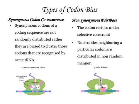 Image result for Codon Bias