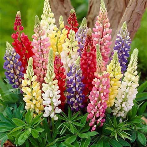 Lupine Blossoms - Seeds – Home Essentials