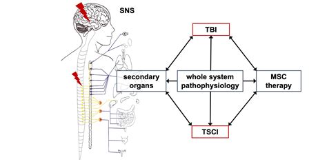 Future Perspectives in Spinal Cord Repair: Brain as Saviour? TSCI with ...