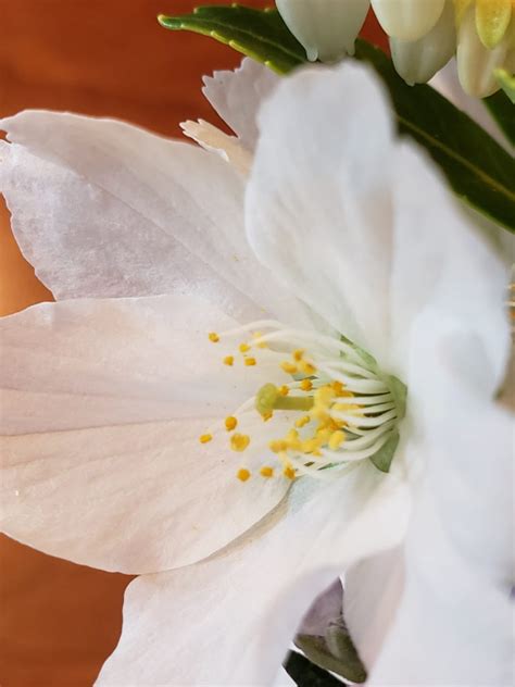 Image result for Pollen Coming Off Tree