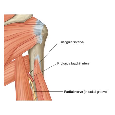 Radial nerve