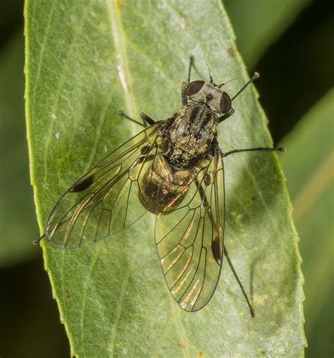 Makrofotografering af fluer fra Danmark