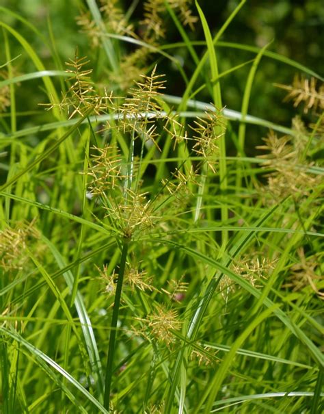 Cyperus Esculentus