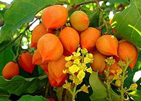 Azalea Gardens Rare Dwarf Bunchosia Glandulifera Peanut Butter Fruit ...