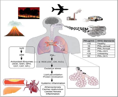 Image result for Particulates Health Effects