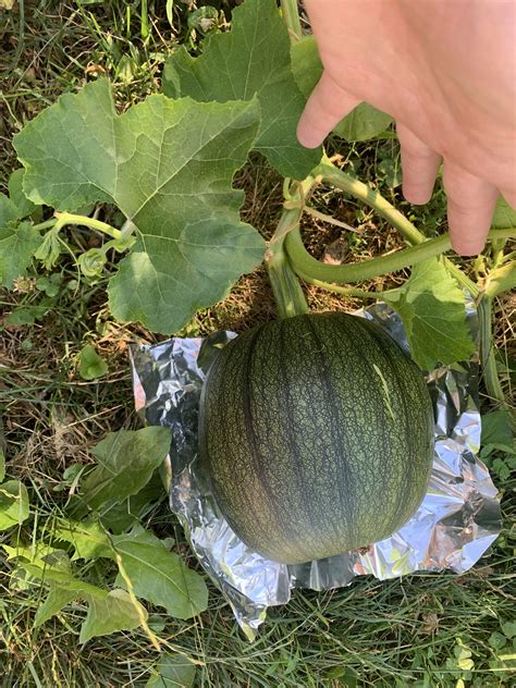 Acorn Squash Growing Tips Celebration | Winter Acorn | Winter Squash