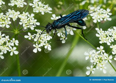Common Blue Mud-dauber - Chalybion Californicum Stock Photo - Image of ...