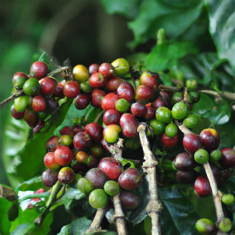 Exotic and Flavorful | Coffee Bean Arabian (Coffea Arabica) Live Tree ...