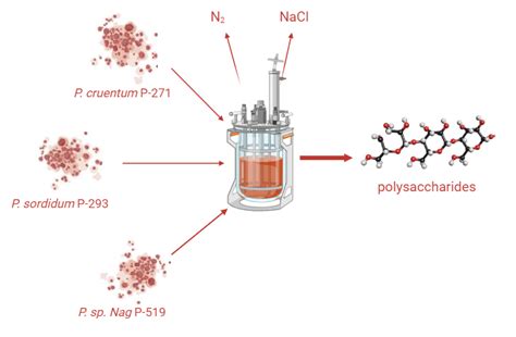 Porphyridium sp. Microalgae as a source of polysaccharides