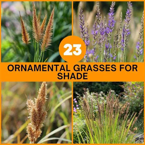 23 Stunning Ornamental Grasses for Shade