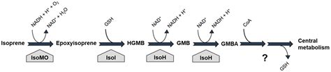 Molecular Ecology of Isoprene-Degrading Bacteria