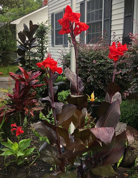 Canna Lilly Bulbs - Live Perennial Plants - Vibrant Orange Blooms - Deer Resistant - Flower ...