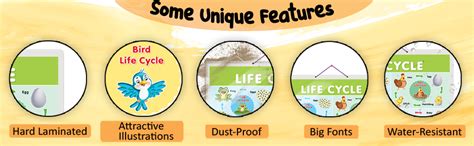 Set of 2 Life Cycle and TIME Early Learning Educational Charts for Kids ...
