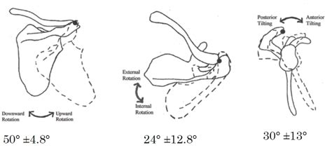Image result for Scapular Rotation Dysfunction