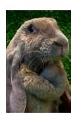 Image result for Mini Lop Sable Point