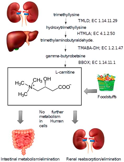 Revisiting the Role of Carnitine in Heart Disease Through the Lens of ...