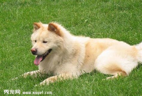 关于秋田犬名字的来源 |狗狗品种-波奇网百科大全
