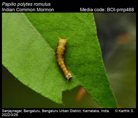 Papilio polytes romulus | Butterfly