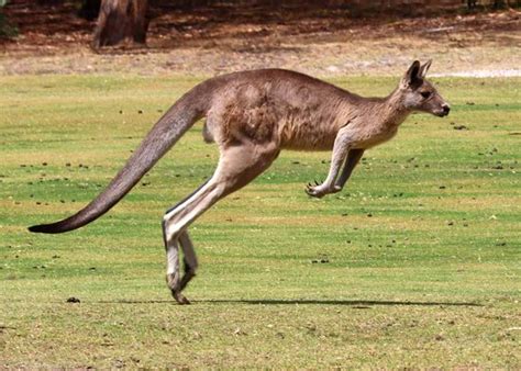 Kangaroo Viewing Tours Anglesea - All You Need to Know BEFORE You Go