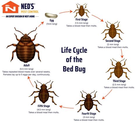 Bed Bug Life Cycle | Ned's Home