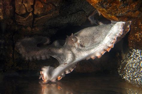 Squid Ink Pasta 的图像结果