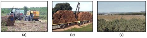 The Influence of the Long-Term Outdoor Storage of Rockrose (Cistus ...
