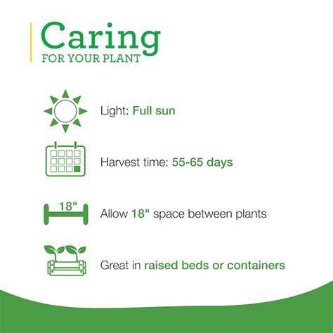 Bonnie Plants 1.0 -Pack Lieutenant Broccoli Plant in Pot in the ...