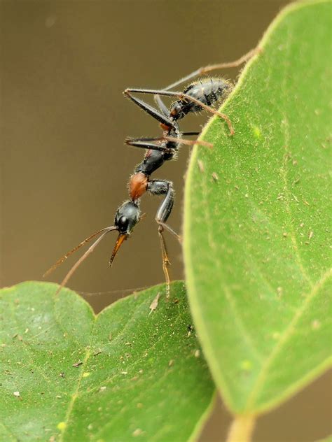 Jumping Jack Ant (Myrmecia nigrocincta) – Ausemade