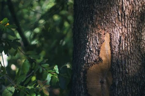 Tree 的图像结果