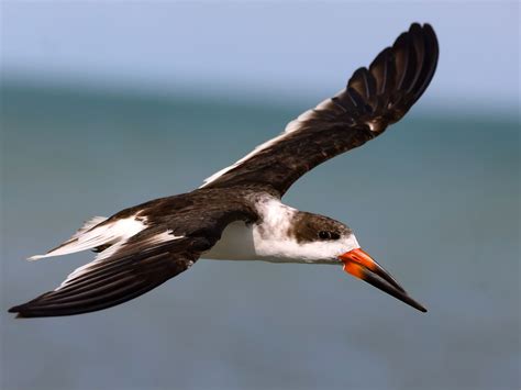 Black Skimmer - eBird