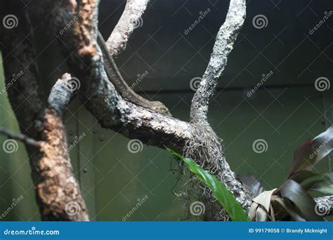 Image result for Reticulated Python Enclosure