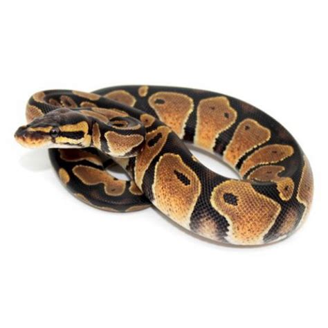 Royal Python Setup Guide 的图像结果
