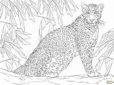 ausmalbilder tiere leopard leopard sitting on tree coloring malvorlagen ausmalbilder tiere leopard leopard sitting on tree coloring malvorlagen
