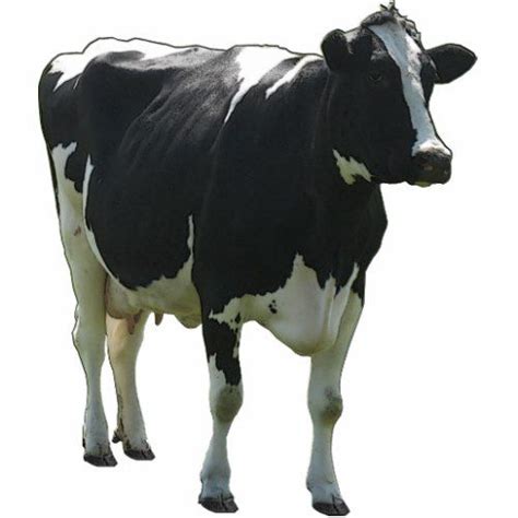 Image result for Cow Pi Python