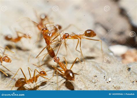 Transparent Brown Ants with 2 Antennas on the Head Stock Photo - Image ...