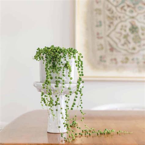 String Of Pearls
