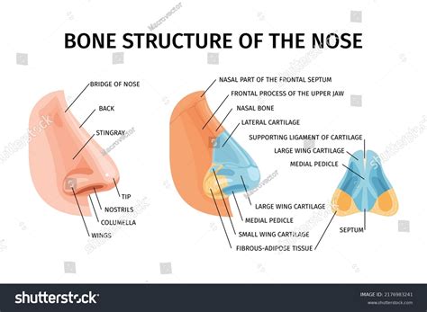 Nose Anatomy Diagram