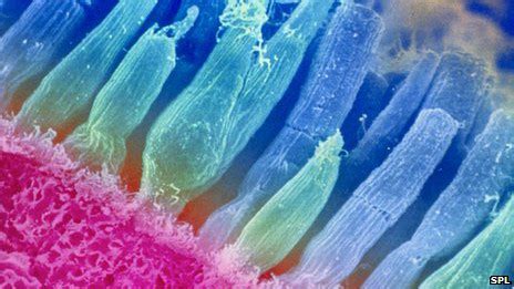 Image result for Blender Translucent Material