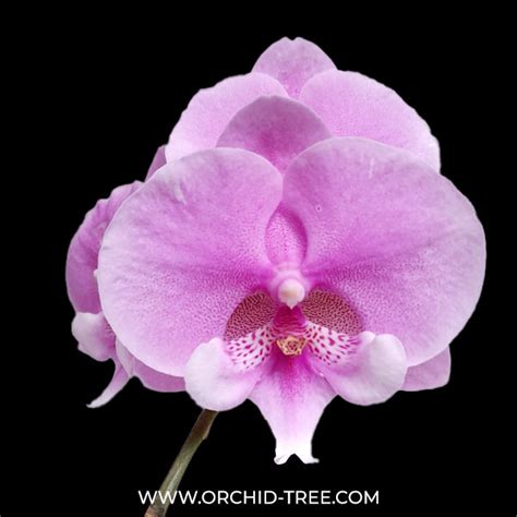 Buy Phalaenopsis Orchids Online India | Moth Orchid Colors Flower ...