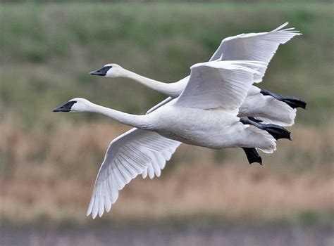 Loess Bluffs National Wildlife Refuge, Loess Hills Scenic Bywy, Council ...