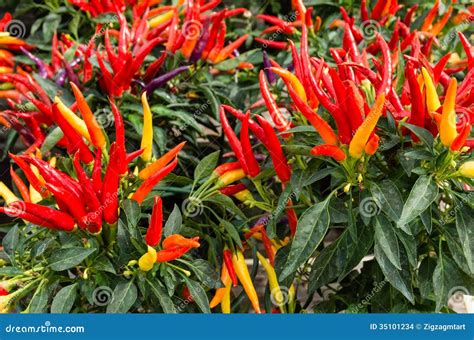 Red Ornamental Pepper Plants with Peppers Stock Photo - Image of spices ...