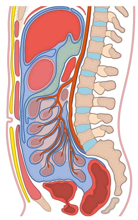 Image result for Crash Course Anatomy