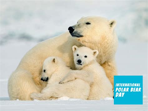 International Polar Bear Day