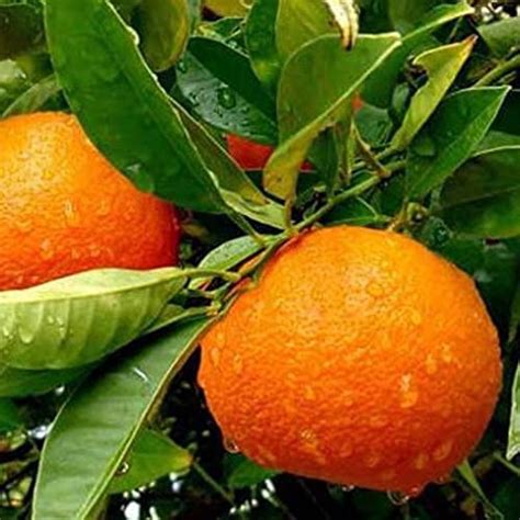 Puspita Nursery Darjeeling Orange Plant: Premium Citrus for Sweet and