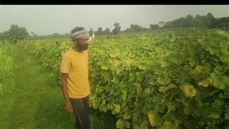 झींगा की खेती ने इस युवक को किया मालामाल, लागत से 6 गुना कमा चुके ...